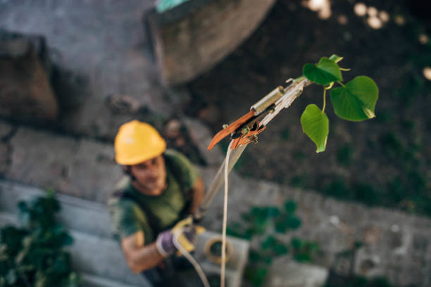 Trusted Hialeah, FL Tree Removal and Landscaping Services Experts